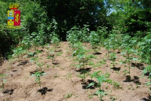 piantagione cannabis solano
