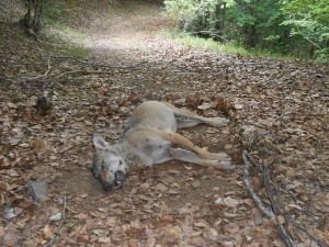 lupo-morto-foto-MTB-Gran-bosco-Italia