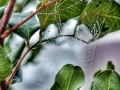 immagine-2
