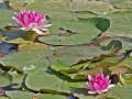 immagine-3