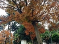 foto-lina-m-fazzari (17)