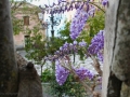 domenica-palme-bova (1)
