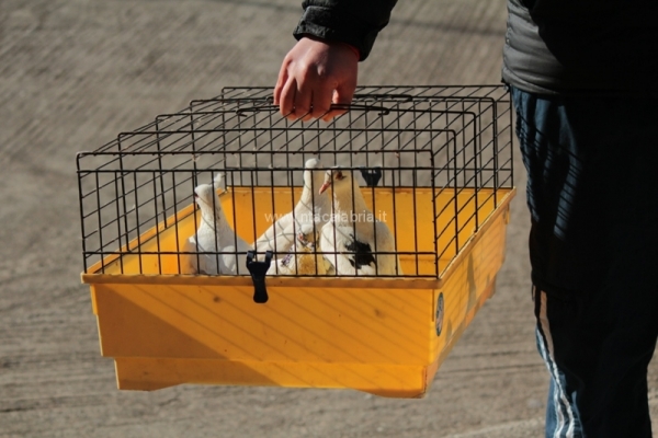 festa-pace-masella-79