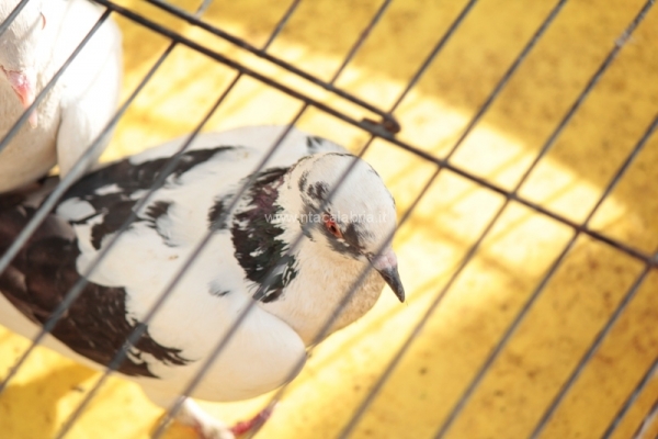 festa-pace-masella-83