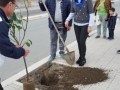 festa-albero-melito-porto-salvo (28)