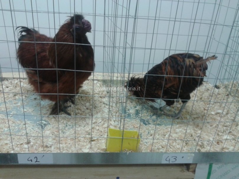 mostra-avicoli-ornamentali-01