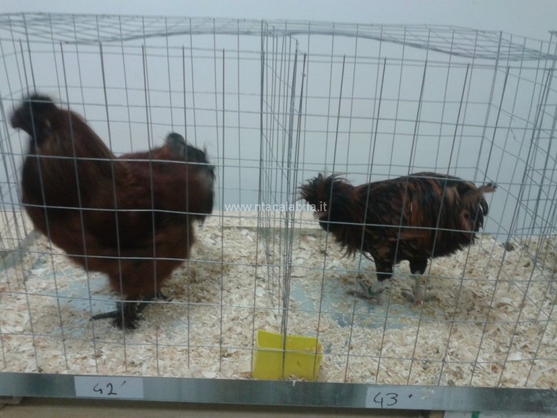 mostra-avicoli-ornamentali-02