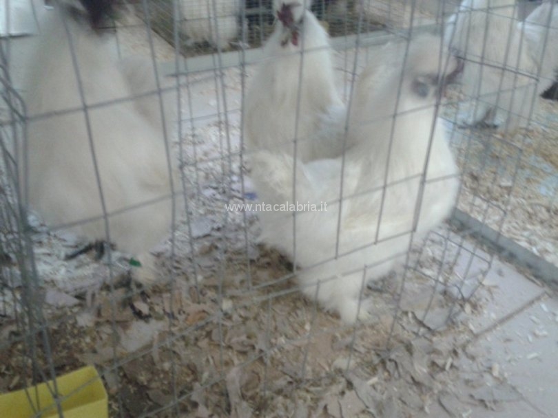 mostra-avicoli-ornamentali-03