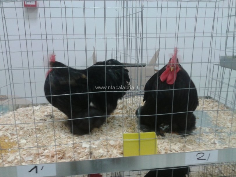 mostra-avicoli-ornamentali-04