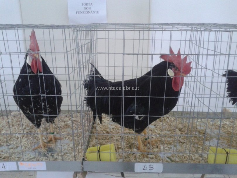 mostra-avicoli-ornamentali-05