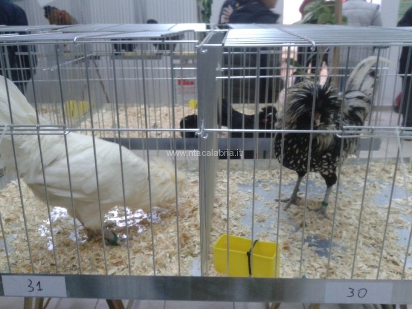 mostra-avicoli-ornamentali-06