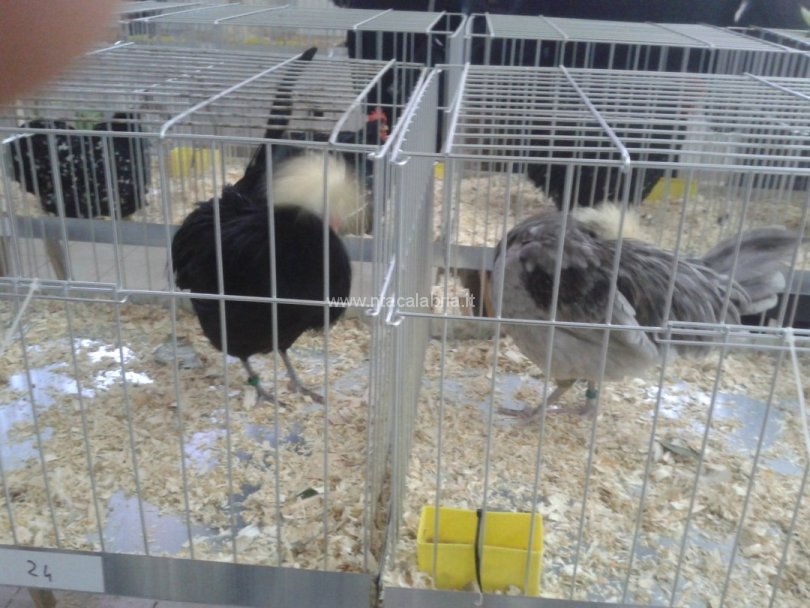 mostra-avicoli-ornamentali-07