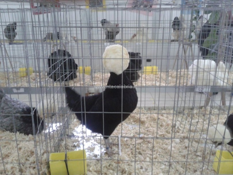 mostra-avicoli-ornamentali-08