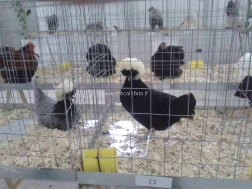 mostra-avicoli-ornamentali-09
