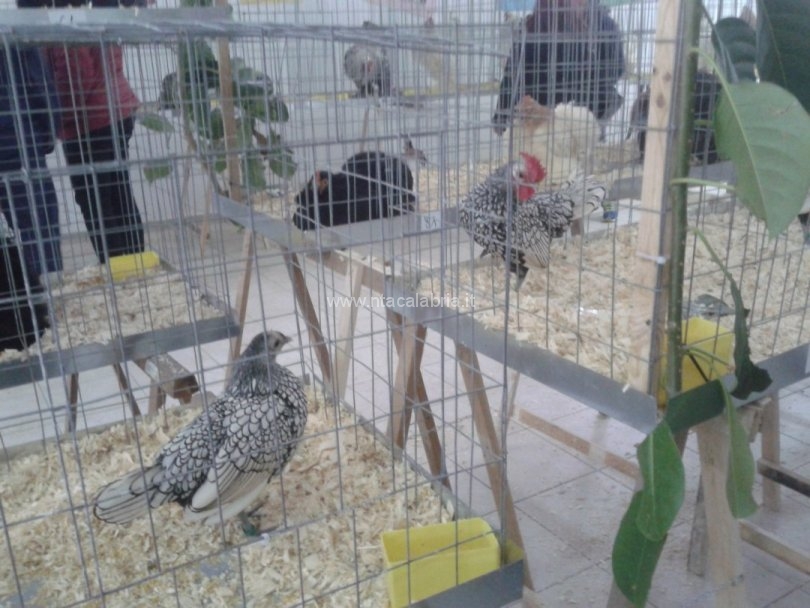 mostra-avicoli-ornamentali-10