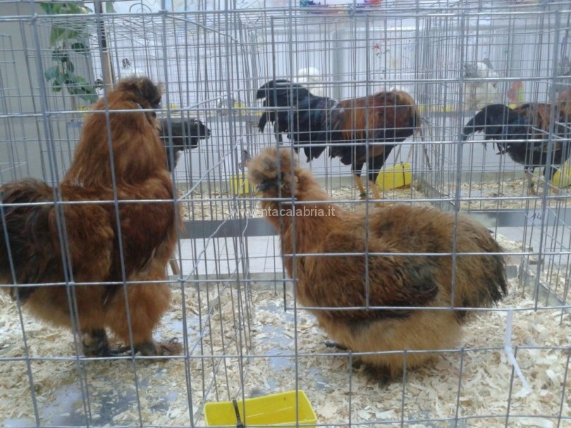 mostra-avicoli-ornamentali-12