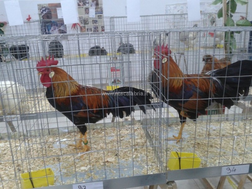 mostra-avicoli-ornamentali-13