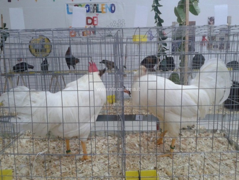 mostra-avicoli-ornamentali-14