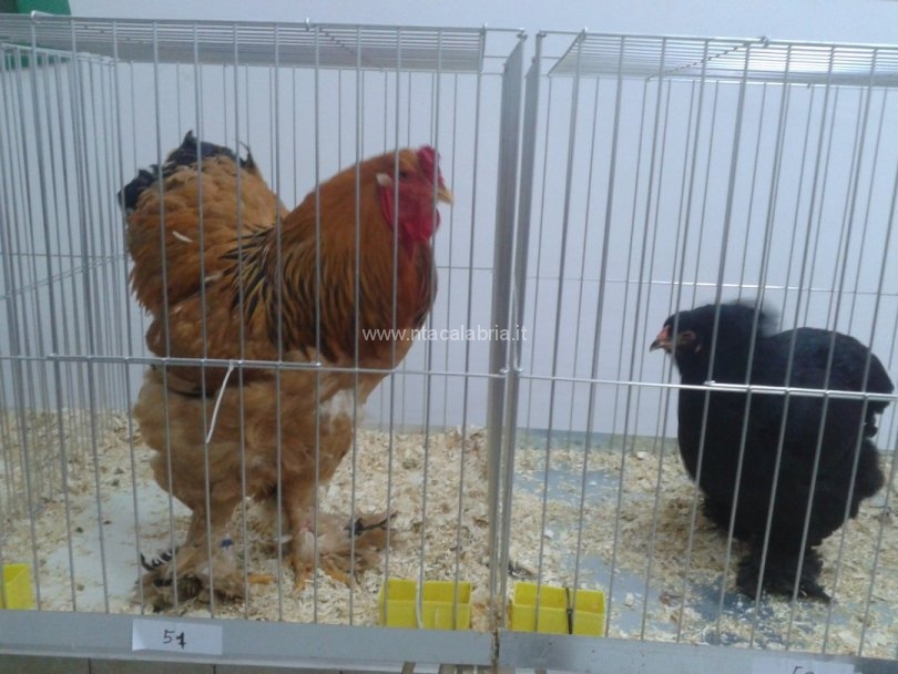 mostra-avicoli-ornamentali-19