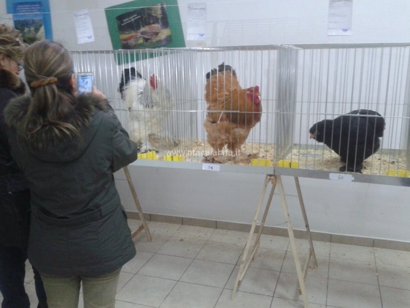 mostra-avicoli-ornamentali-20