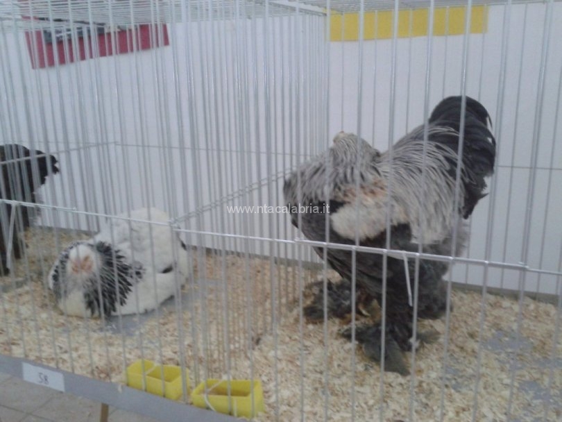 mostra-avicoli-ornamentali-21