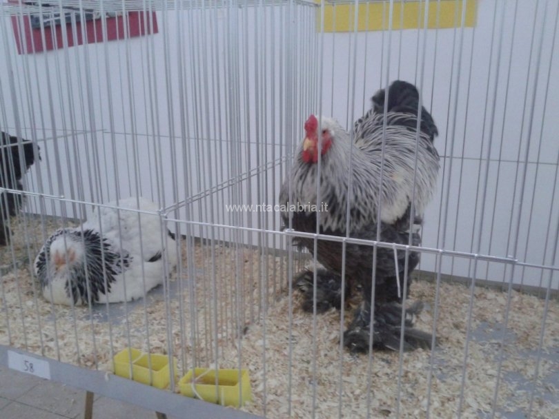 mostra-avicoli-ornamentali-22