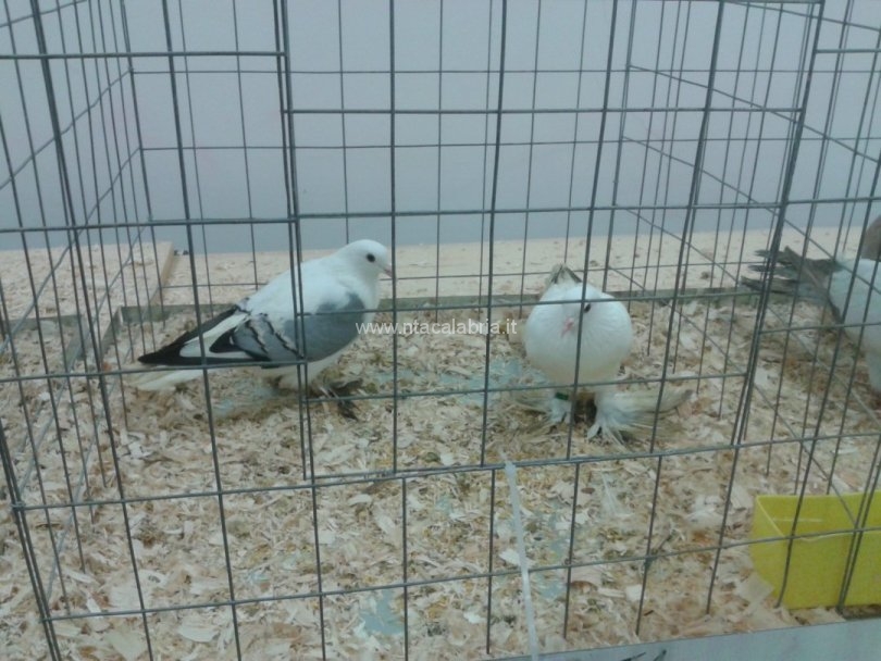 mostra-avicoli-ornamentali-23