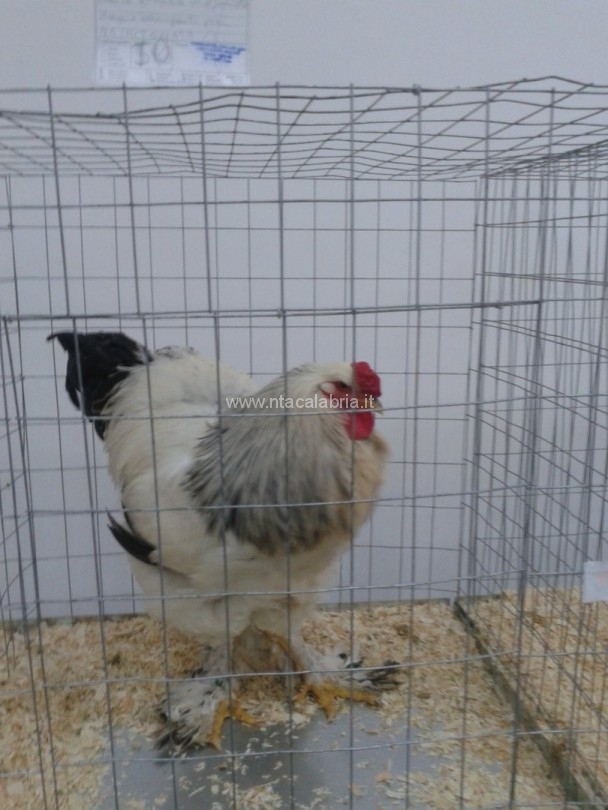 mostra-avicoli-ornamentali-26
