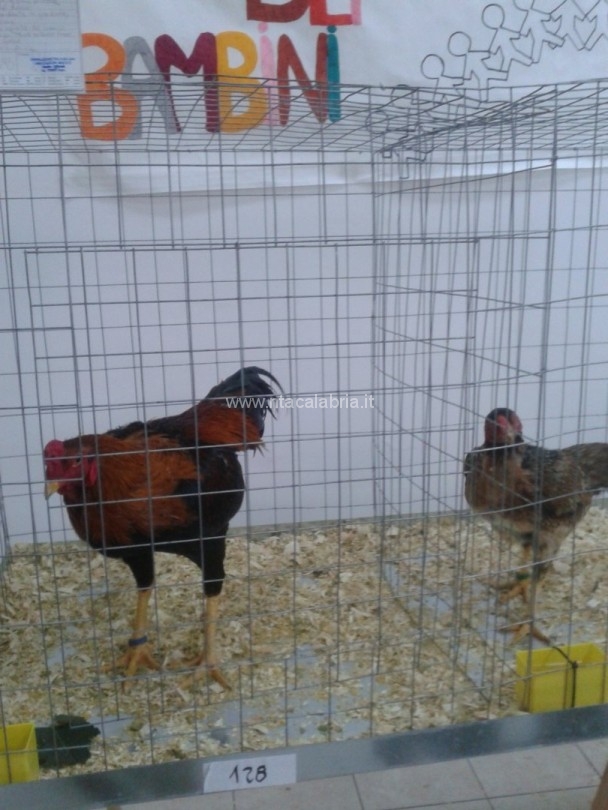 mostra-avicoli-ornamentali-27