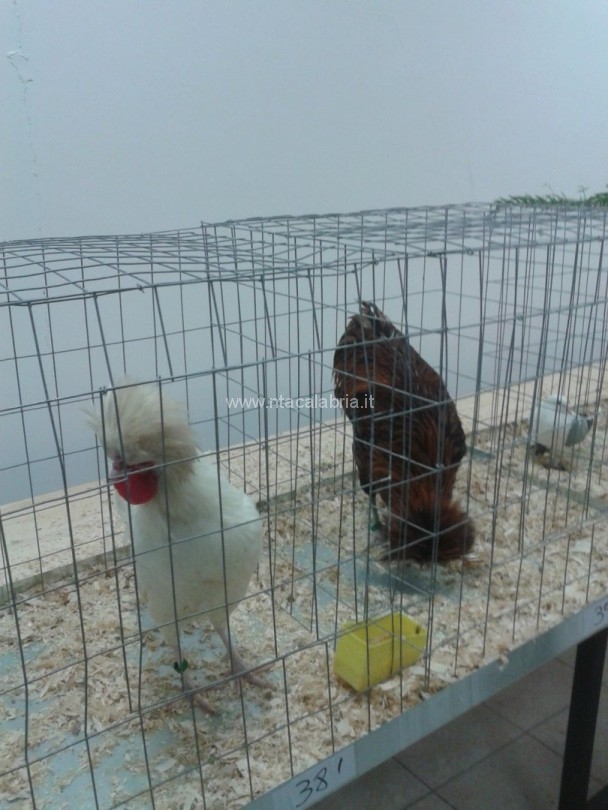 mostra-avicoli-ornamentali-28