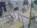 mostra-avicoli-ornamentali-10