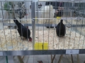 mostra-avicoli-ornamentali-16