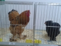 mostra-avicoli-ornamentali-19