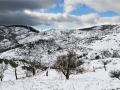 neve-roccaforte-gennaio-2017 (3)