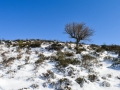 neve-roccaforte-gennaio-2017 (4)