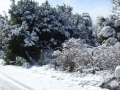 calabria-neve-02