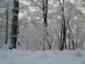 calabria-neve-39