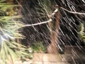 calabria-neve-45