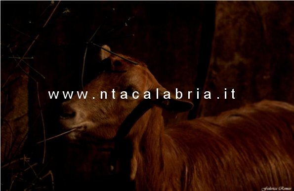 presepe-vivente-bagaladi-n3-64