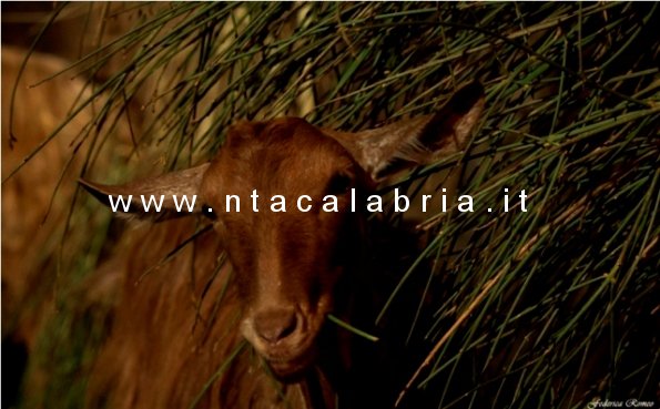 presepe-vivente-bagaladi-n3-65