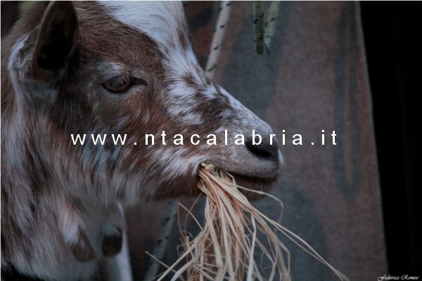 presepe-pentedattilo-2013-74