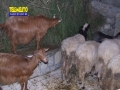 bagaladi-presepe-vivente-116
