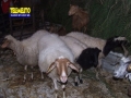 bagaladi-presepe-vivente-67