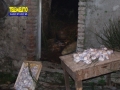 bagaladi-presepe-vivente-8