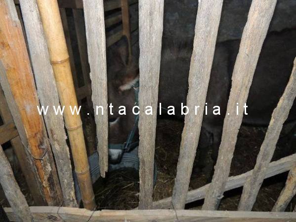 presepe-2013-fiumara-31