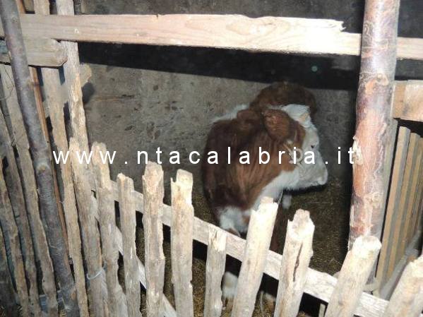 presepe-2013-fiumara-32