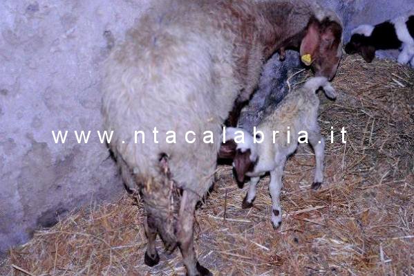 presepe-2013-fiumara-58