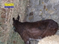 presepe-vivente-sanlorenzo-131