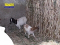 presepe-vivente-sanlorenzo-204