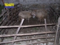 presepe-vivente-sanlorenzo-1